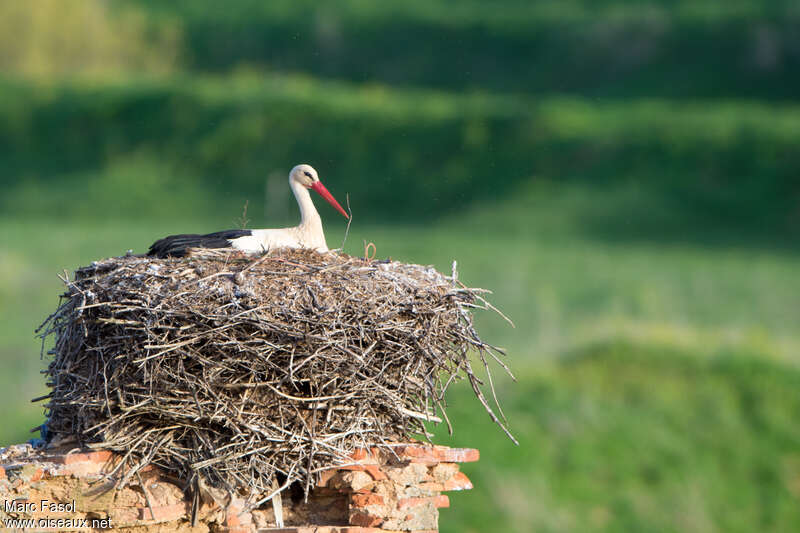 White Storkadult breeding, Reproduction-nesting, Behaviour