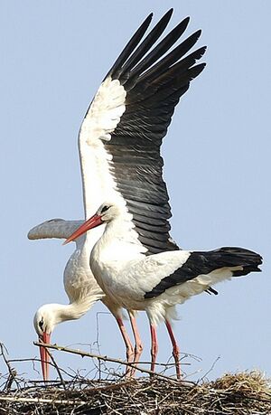 White Stork