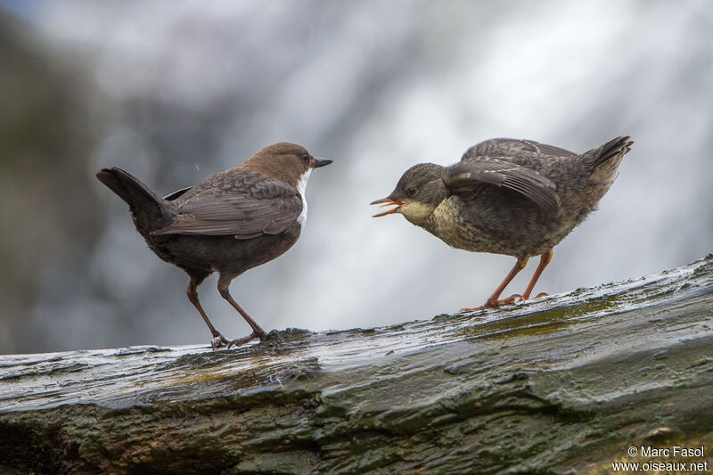 White-throated Dipper, Reproduction-nesting