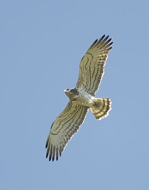 Short-toed Snake Eagle