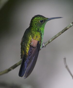 Stripe-tailed Hummingbird