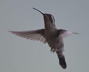 Colibri à gorge améthyste