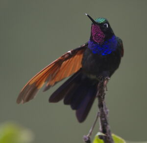 Colibri à gorge grenat