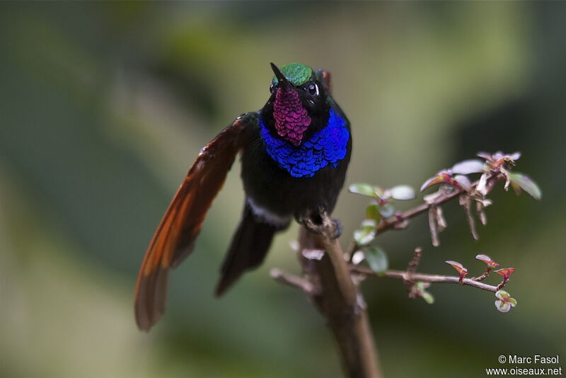 Garnet-throated Hummingbird male adult, identification, Behaviour