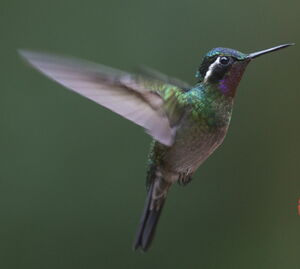 Colibri à gorge pourprée