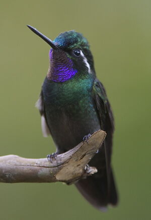 Colibri � gorge pourpr�e