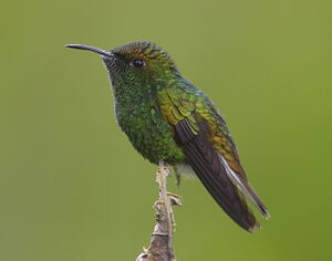Colibri � t�te cuivr�e