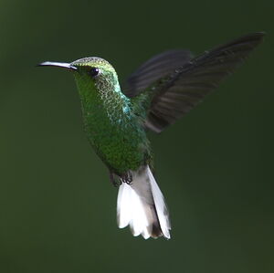 Colibri � t�te cuivr�e