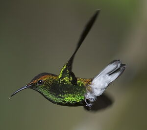 Colibri � t�te cuivr�e