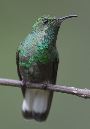 Colibri � t�te cuivr�e