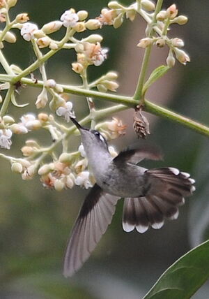 Colibri � t�te violette