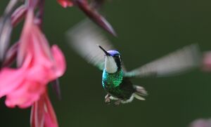 Colibri à ventre châtain