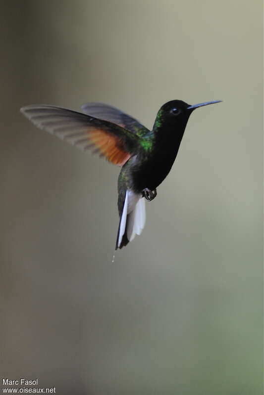Black-bellied Hummingbird male adult, Flight