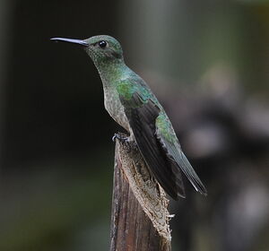 Colibri de Cuvier
