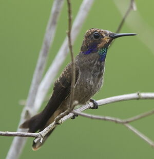 Colibri de Delphine