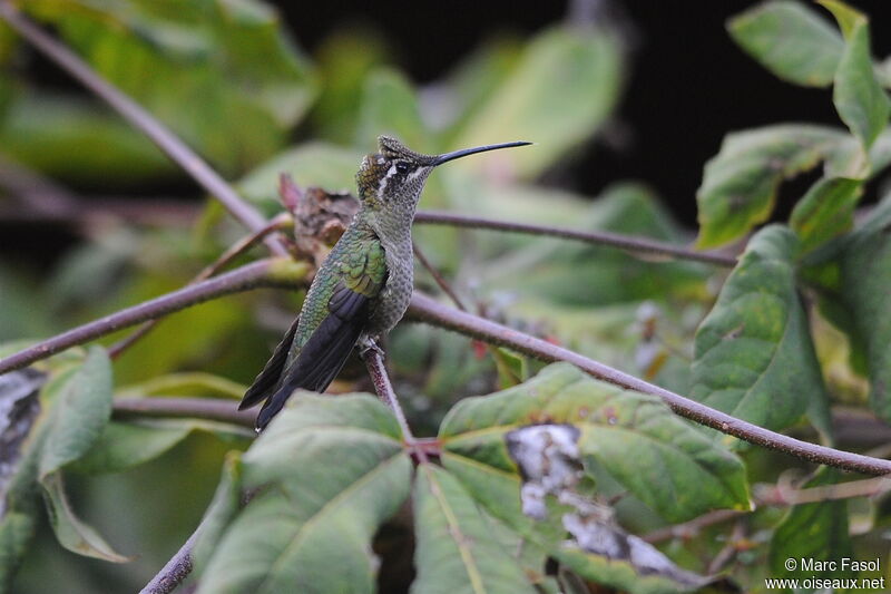 Colibri de Rivoli femelle subadulte, identification