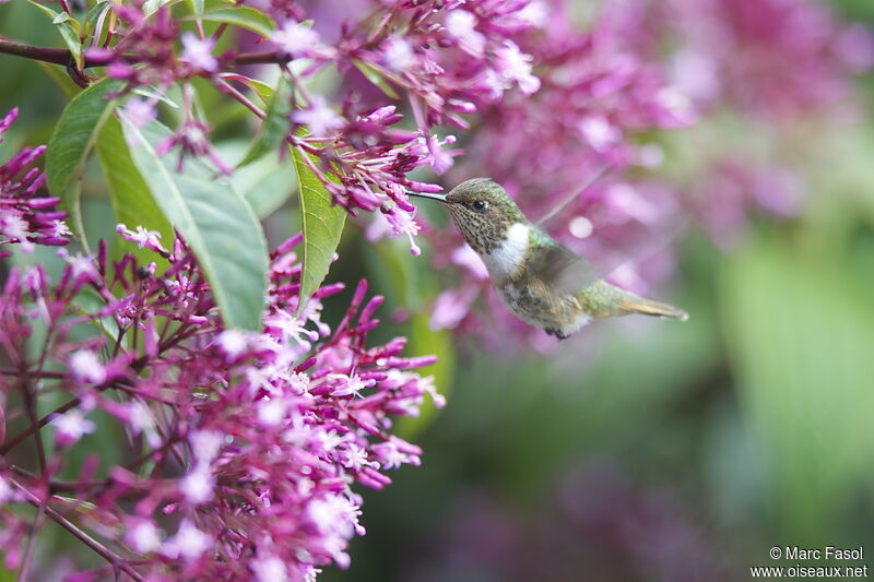 Volcano Hummingbird female adult, identification, Flight, feeding habits, Behaviour