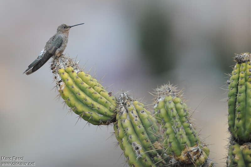 Giant Hummingbird, identification