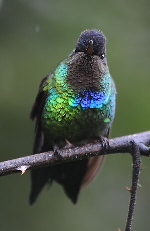 Fiery-throated Hummingbird