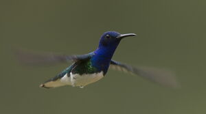Colibri jacobin