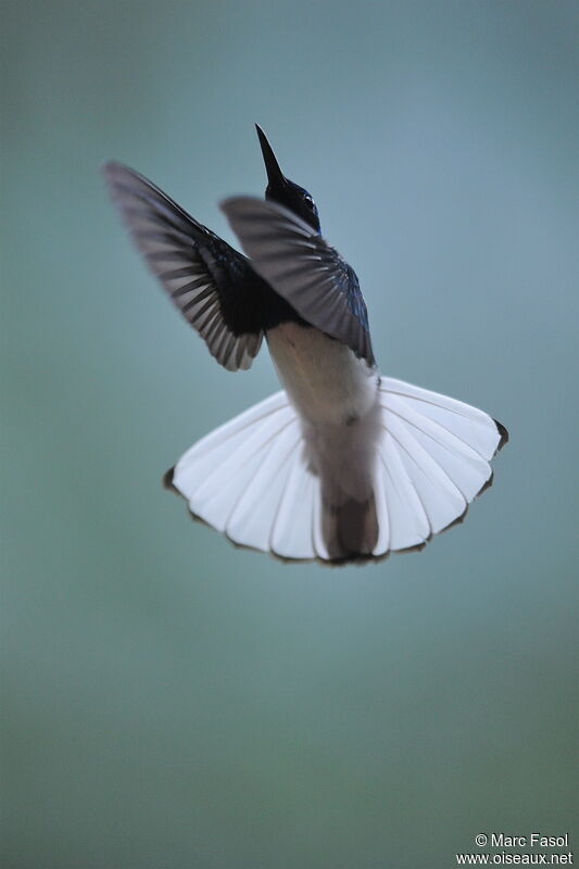 White-necked Jacobin male adult, Flight, Behaviour