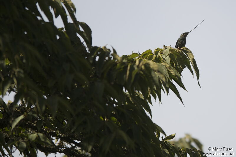 Sword-billed Hummingbird female adult breeding, identification, Behaviour