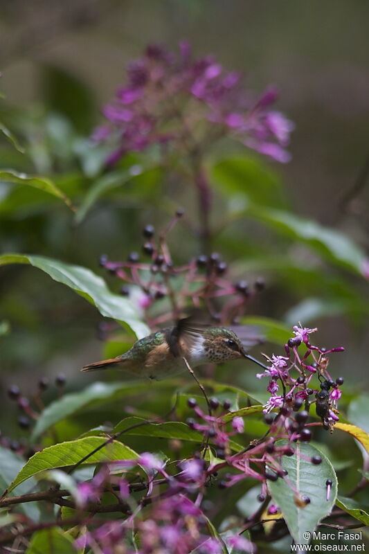 Scintillant Hummingbird female adult, Flight, feeding habits