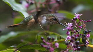 Scintillant Hummingbird
