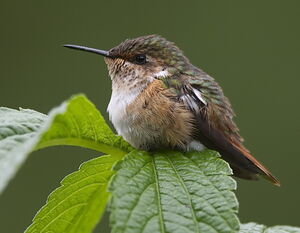 Scintillant Hummingbird