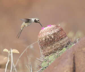 Oasis Hummingbird