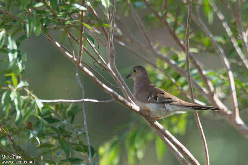 Long-tailed Ground Doveadult, identification