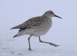 Ruff 
&copy; Marc Fasol