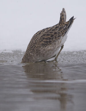 Ruff 
&copy; Marc Fasol