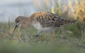 Ruff 
&copy; Marc Fasol