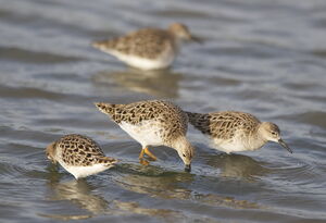 Ruff 
&copy; Marc Fasol
