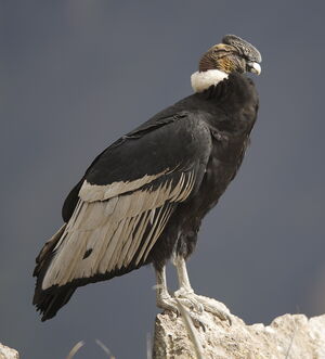 Condor des Andes