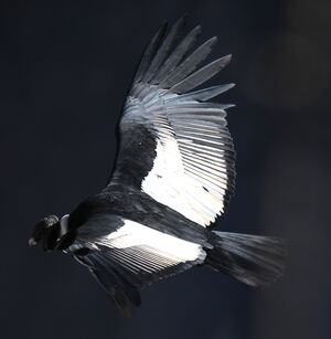 Condor des Andes