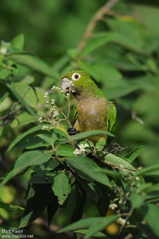 Olive-throated Parakeetadult, identification, feeding habits, Behaviour