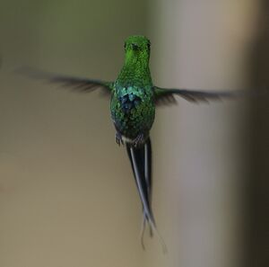 Green Thorntail