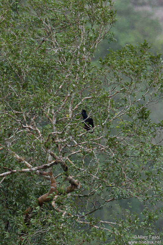 Amazonian Umbrellabird female adult, habitat