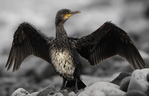 Cormoran hupp�