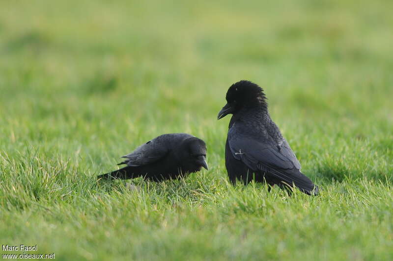 Carrion Crowadult, courting display, Behaviour