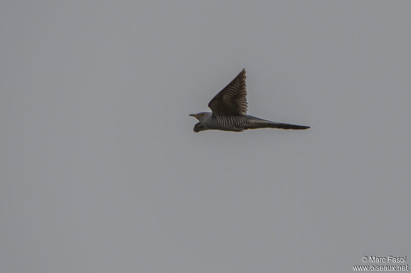 Common Cuckoo male adult, Flight