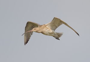 Eurasian Curlew