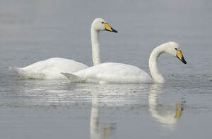 Cygne chanteur 
&copy; Marc Fasol