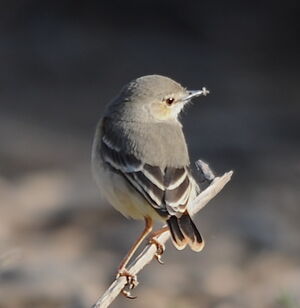 Short-tailed Field Tyrant