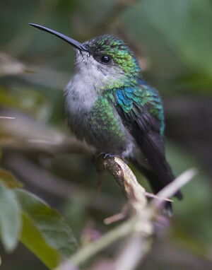 Violet-crowned Woodnymph