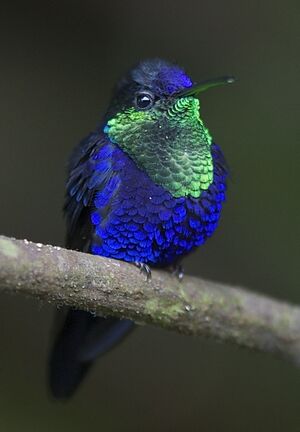 Violet-crowned Woodnymph