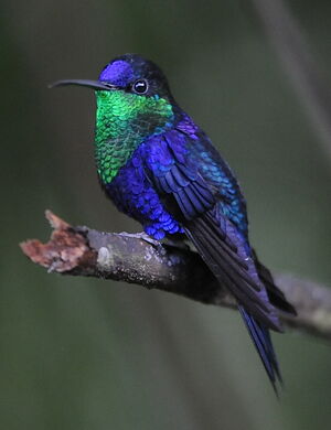 Violet-crowned Woodnymph