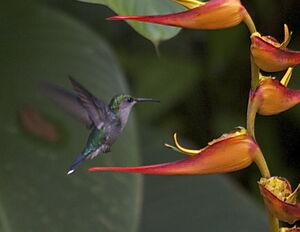 Violet-crowned Woodnymph
